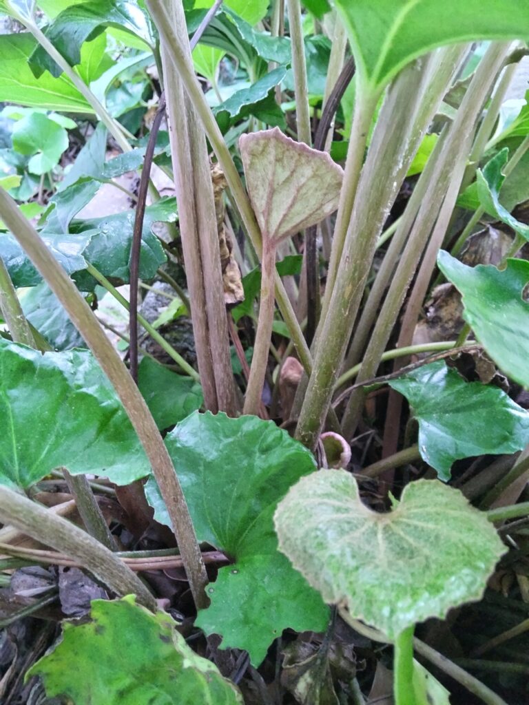 ツワブキの新芽