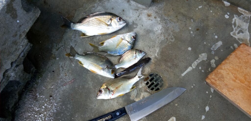 実家のダブで釣った魚。ダンべ川で釣っていたハゼが一匹だけ釣れた。