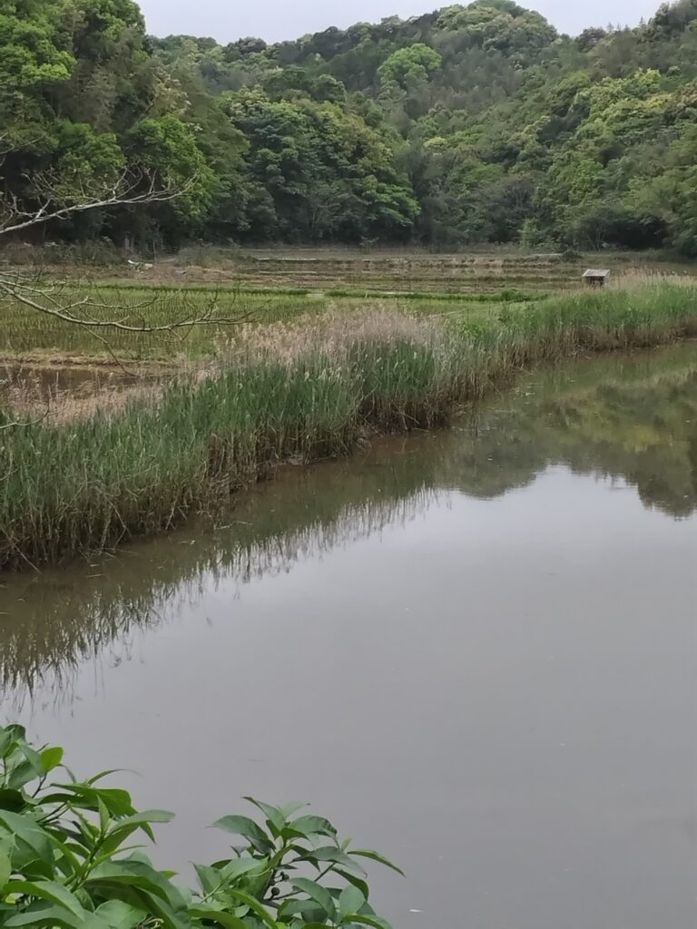 実家（松浦市福島町日の浦）付近のクリークの写真。